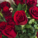 close up beautiful red roses bouquet scaled